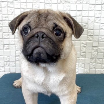 パグ【福岡県・男の子・2025年7月25日・フォーン】の写真「元気いっぱいお顔も整った可愛い男の子」