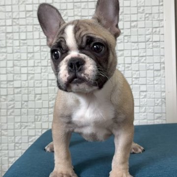 フレンチブルドッグ【福岡県・女の子・2025年9月6日・フォーンホワイト】の写真「お顔立ちの整った超可愛い女の子」