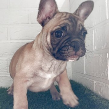 フレンチブルドッグ【福岡県・女の子・2025年9月6日・フォーンホワイト】の写真「クリクリお目目の超可愛い女の子」