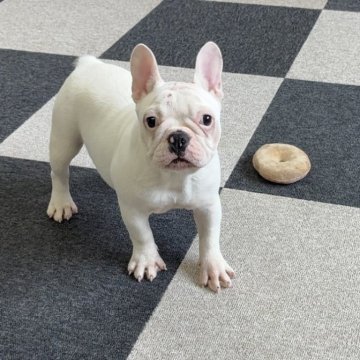 フレンチブルドッグ【福岡県・女の子・2025年6月30日・ホワイト】の写真「元気いっぱい遊ぶの大好きな女の子です❣️」