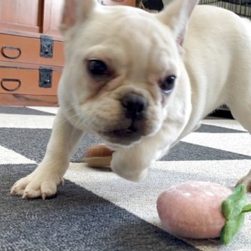 フレンチブルドッグ【福岡県・女の子・2025年8月6日・クリーム】の写真「ずんぐりした可愛い女の子」