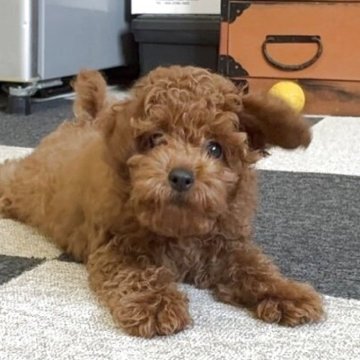 タイニープードル【福岡県・男の子・2025年8月3日・レッド】の写真「人懐こい甘えん坊さん」