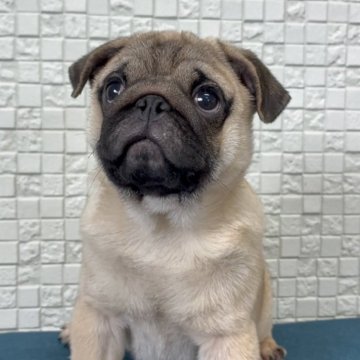 パグ【福岡県・男の子・2025年7月25日・フォーン】の写真「ずんぐりと可愛い男の子」