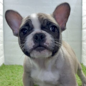 フレンチブルドッグ【福岡県・女の子・2025年9月6日・フォーンホワイト】の写真「お顔立ちの整った超可愛い女の子」
