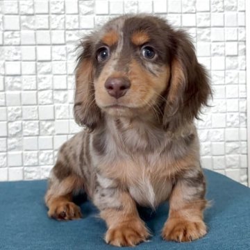 ミニチュアダックスフンド(ロング)【福岡県・男の子・2025年9月5日・チョコダップル】の写真「くりくりお目目の可愛い男の子」