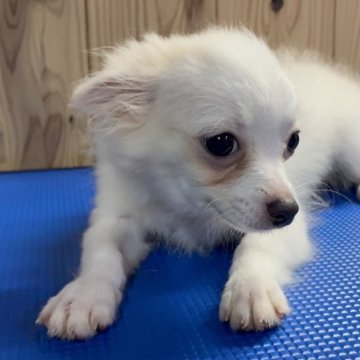 チワワ(ロング)【福岡県・男の子・2025年6月8日・ホワイト&クリーム】の写真「ふわふわ可愛い男の子。実物はもっと可愛いです」