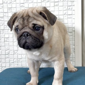 パグ【福岡県・男の子・2025年7月25日・フォーン】の写真「元気いっぱいお顔も整った可愛い男の子」