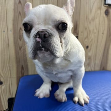 フレンチブルドッグ【福岡県・男の子・2024年7月13日・ホワイトクリーム】の写真「人懐こい可愛い男の子」