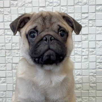 パグ【福岡県・男の子・2025年7月25日・フォーン】の写真「元気いっぱいお顔も整った可愛い男の子」