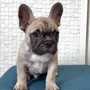 フレンチブルドッグ【福岡県・男の子・2025年9月6日・フォーンホワイト】の写真「お顔立ちの整ったイケメンくん」