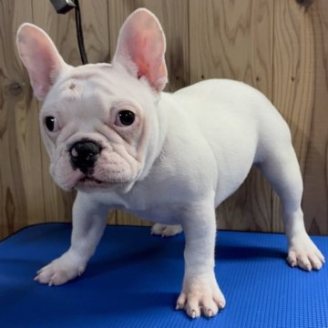 フレンチブルドッグ【福岡県・女の子・2025年6月30日・ホワイト】の写真「元気いっぱい遊ぶの大好きな女の子です❣️」