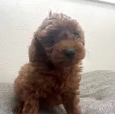 タイニープードル