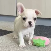 フレンチブルドッグ