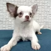 チワワ(ロング)