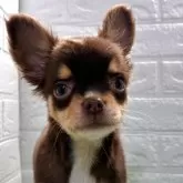 チワワ(ロング)