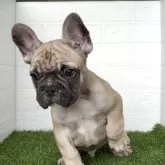 フレンチブルドッグ【福岡県・男の子・2025年9月6日・フォーンホワイト】の写真1