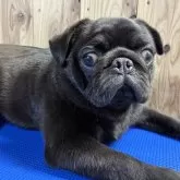 パグ