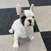 フレンチブルドッグ