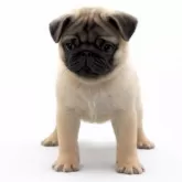 パグ
