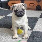 パグ