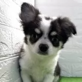 チワワ(ロング)