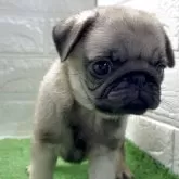 パグ