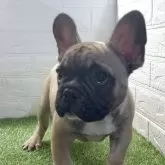 フレンチブルドッグ