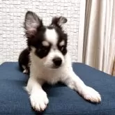 チワワ(ロング)
