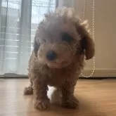 タイニープードル