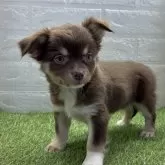 チワワ(ロング)