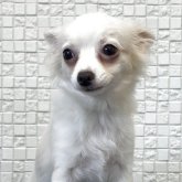 チワワ(ロング)