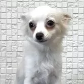 チワワ(ロング)