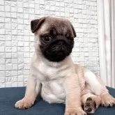 パグ