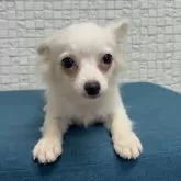 チワワ(ロング)