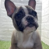 フレンチブルドッグ