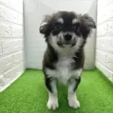 チワワ(ロング)