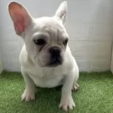フレンチブルドッグ