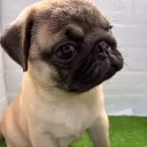 パグ