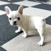 フレンチブルドッグ