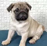 パグ【福岡県・男の子・2025年7月25日・フォーン】の写真1