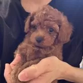 タイニープードル