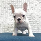 フレンチブルドッグ