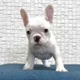 フレンチブルドッグ