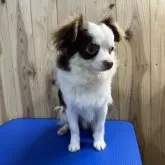 チワワ(ロング)