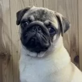 パグ