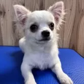 チワワ(ロング)