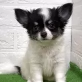 チワワ(ロング)