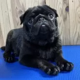 パグ