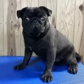 パグ