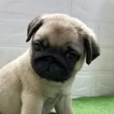 パグ